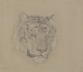 Head of a Tiger